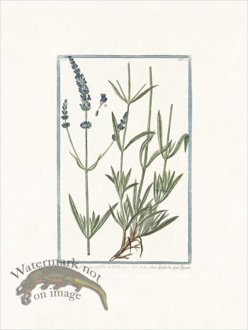 Bonelli 272 English Lavander